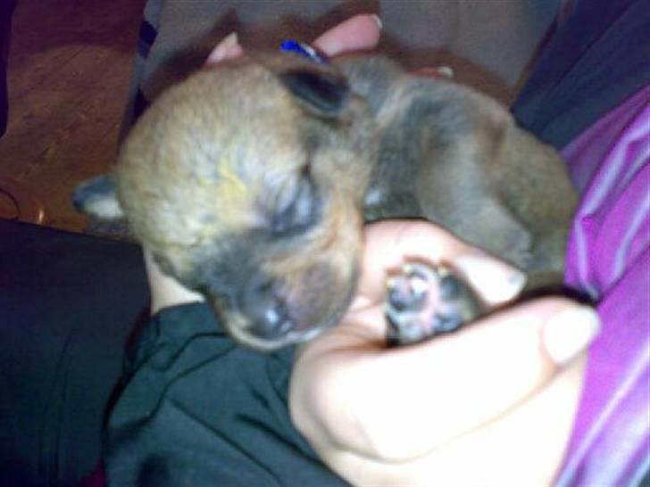 Blanding af racer Balo - Omkring 2 uger her <3 billede 5