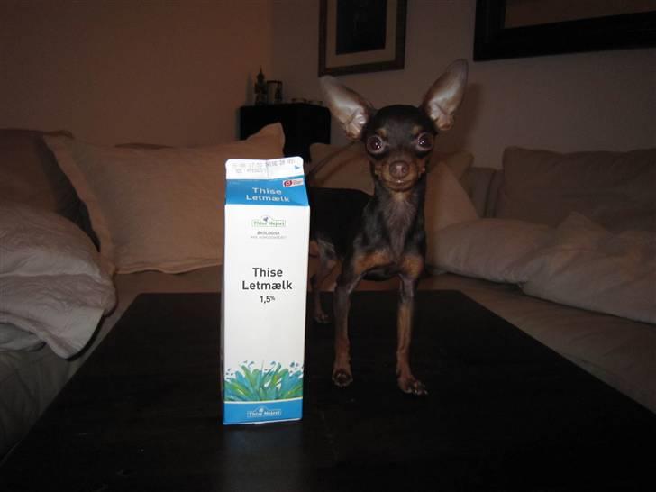 Prazsky krysarik Tiny - 1 år gammel og stadig meget lille ;) billede 2