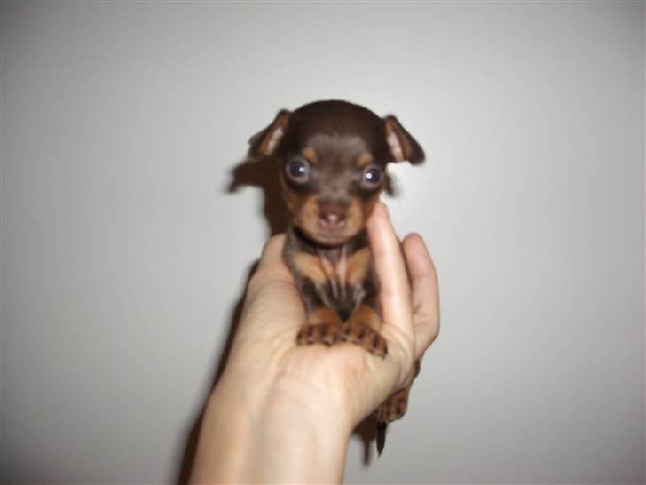 Prazsky krysarik Tiny - 4 uger gammel ;) billede 3