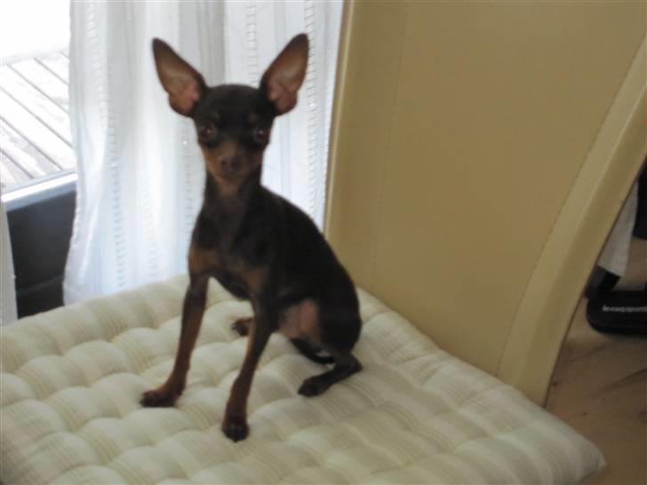 Prazsky krysarik Tiny billede 4