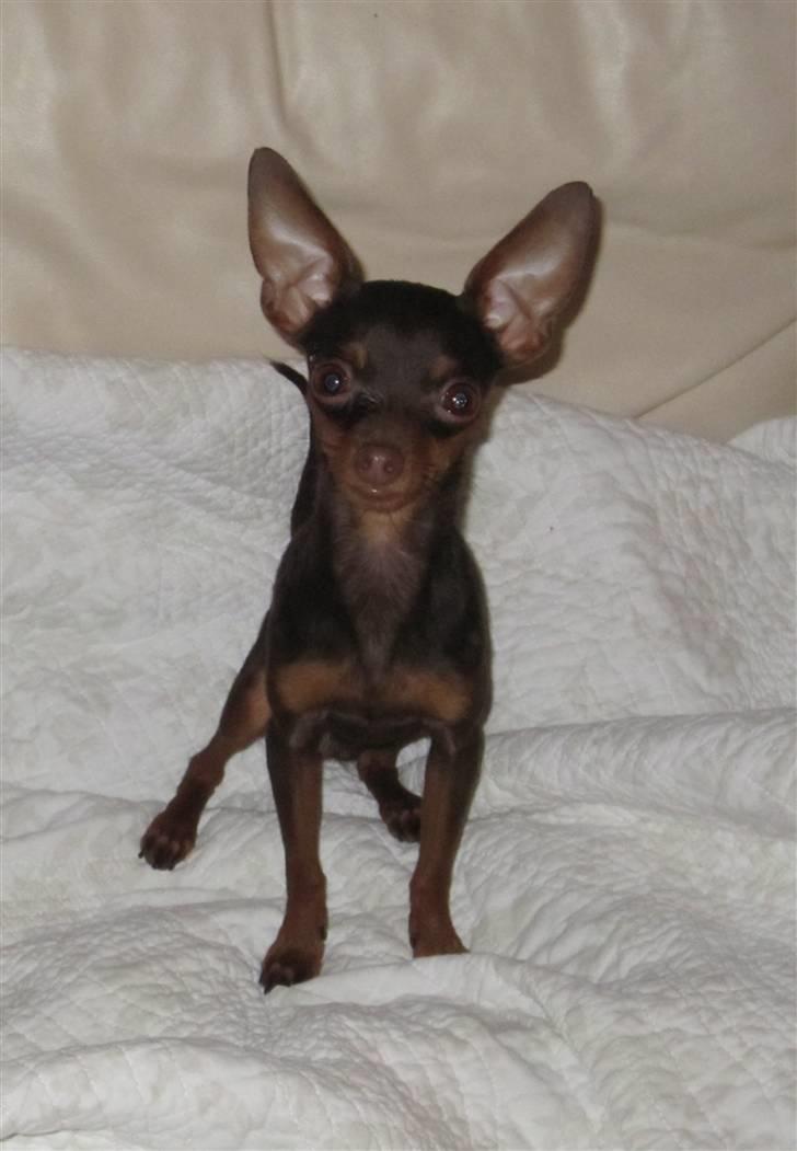 Prazsky krysarik Tiny billede 6