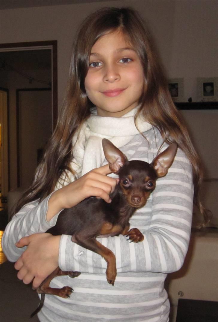 Prazsky krysarik Tiny billede 8