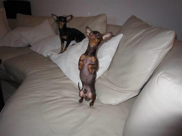 Prazsky krysarik Tiny billede 9