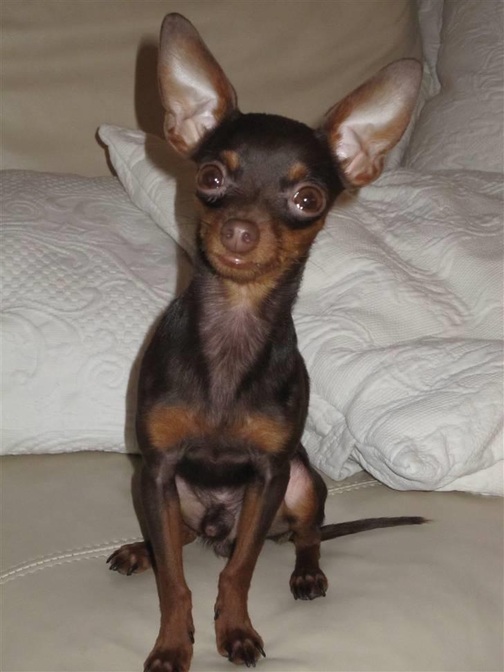 Prazsky krysarik Tiny billede 11