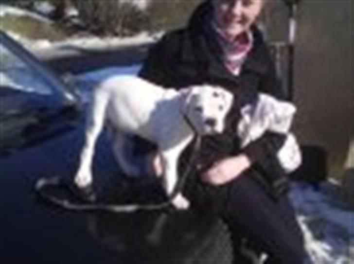 Amerikansk bulldog Mango - Mango da vi lige fik ham hjem.. billede 5