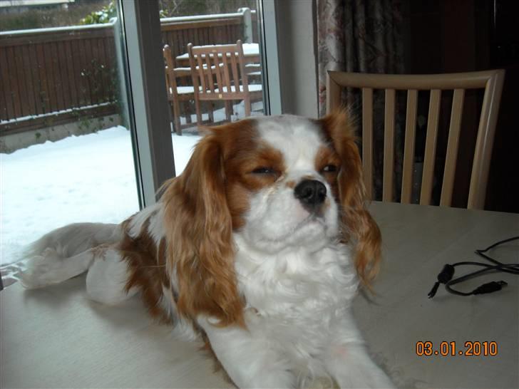 Cavalier king charles spaniel baloo billede 1