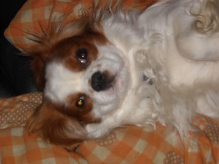 Cavalier king charles spaniel baloo billede 3
