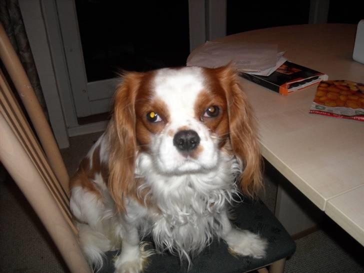 Cavalier king charles spaniel baloo billede 4