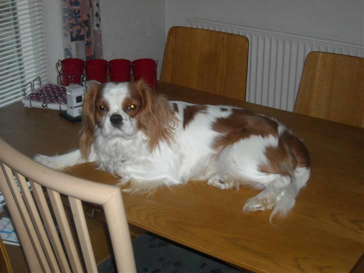 Cavalier king charles spaniel baloo billede 5