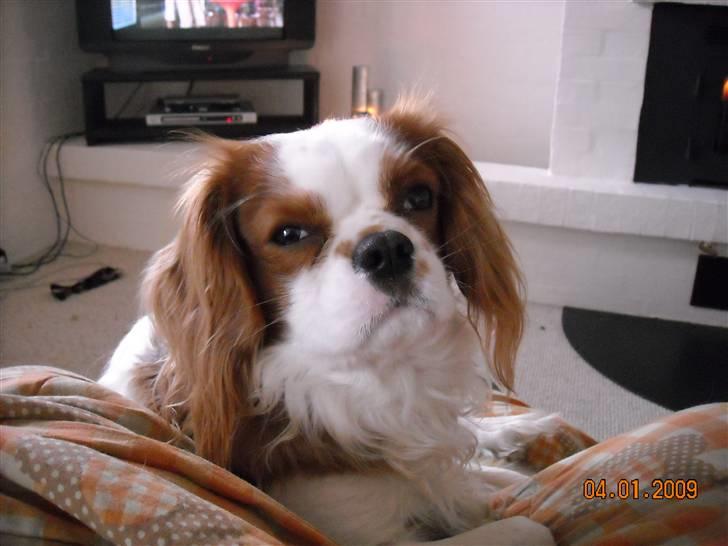 Cavalier king charles spaniel baloo billede 6