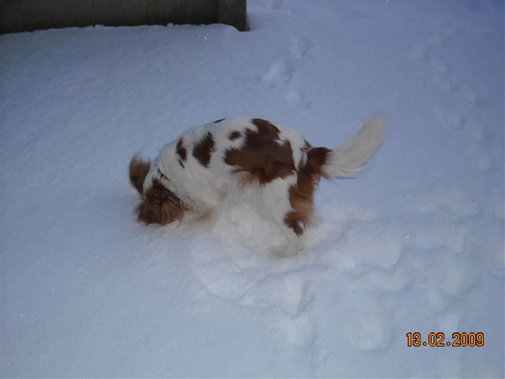 Cavalier king charles spaniel baloo billede 7