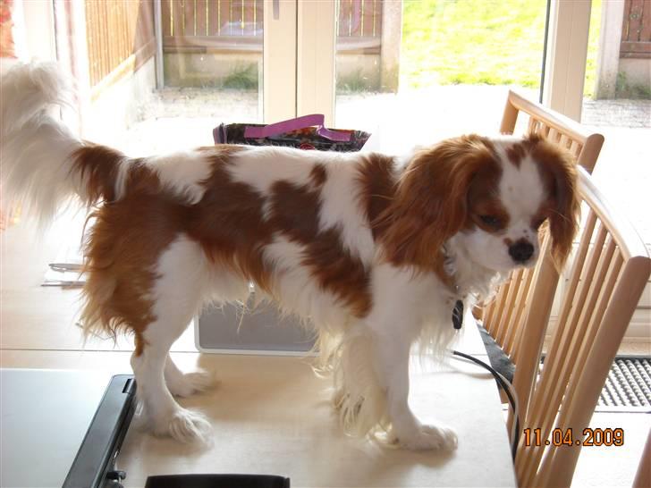 Cavalier king charles spaniel baloo billede 8