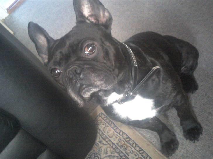 Fransk bulldog Dante Sfora Gregore AKA M billede 8