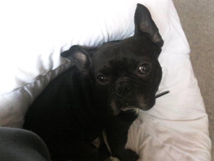 Fransk bulldog Dante Sfora Gregore AKA M billede 9