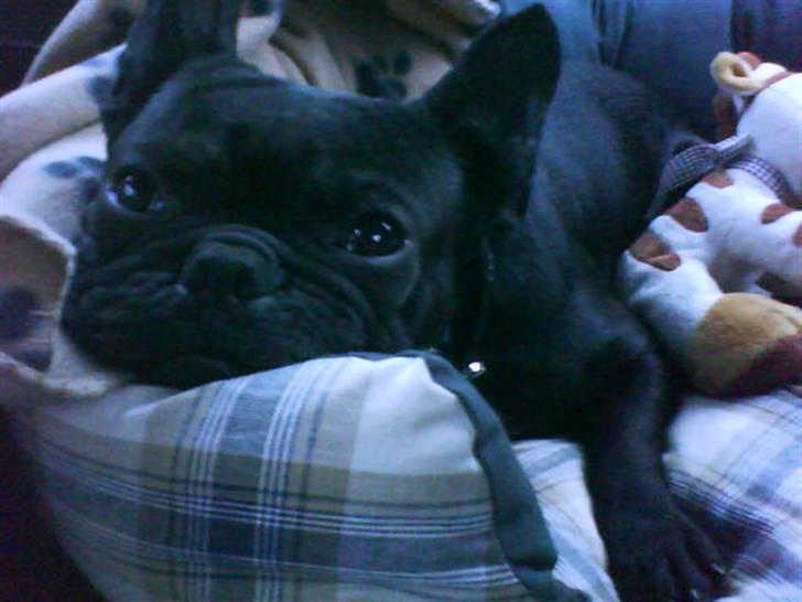 Fransk bulldog Dante Sfora Gregore AKA M billede 10