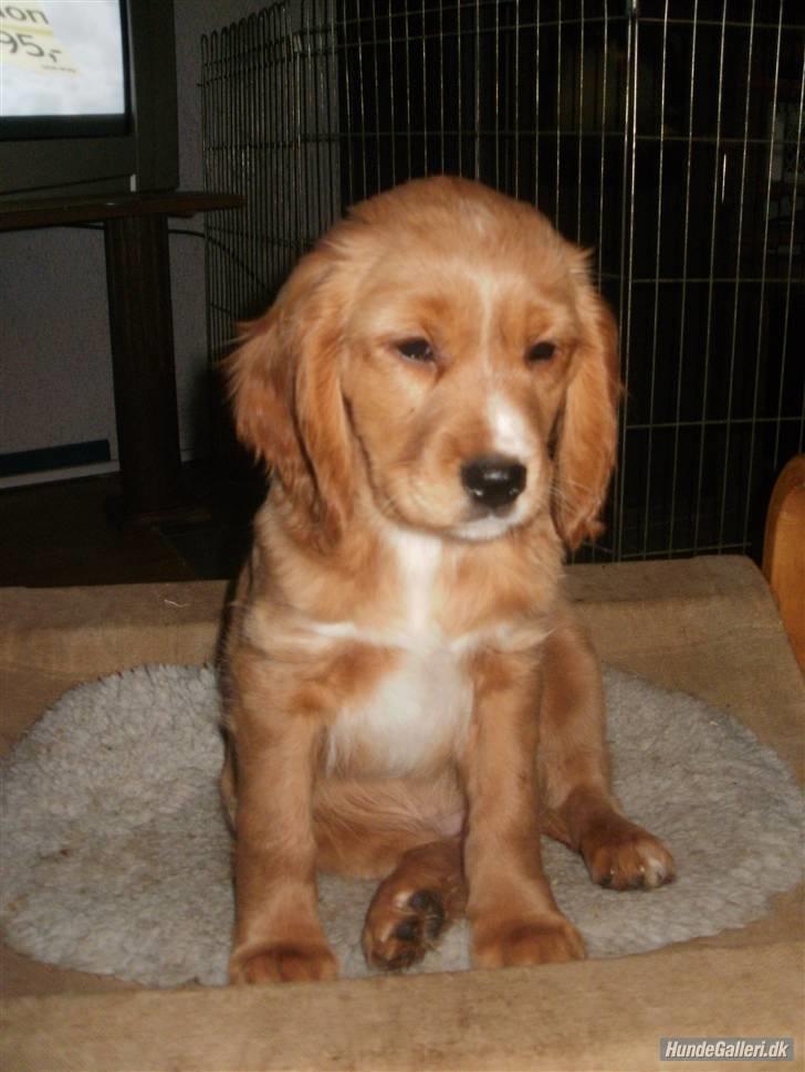 Blanding af racer Ciara - jeg elsker dig <3 billede 12