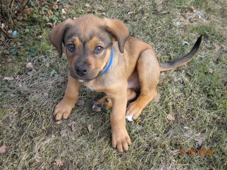 Blanding af racer Balo billede 6