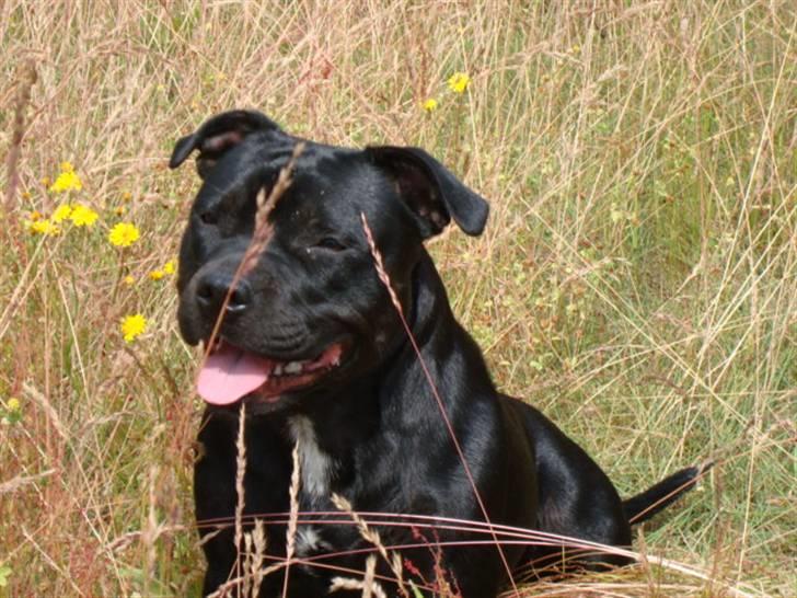 Staffordshire bull terrier All-Embracing "Sille" billede 19