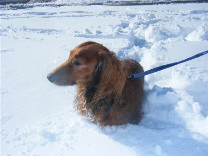 Gravhund pelle billede 13