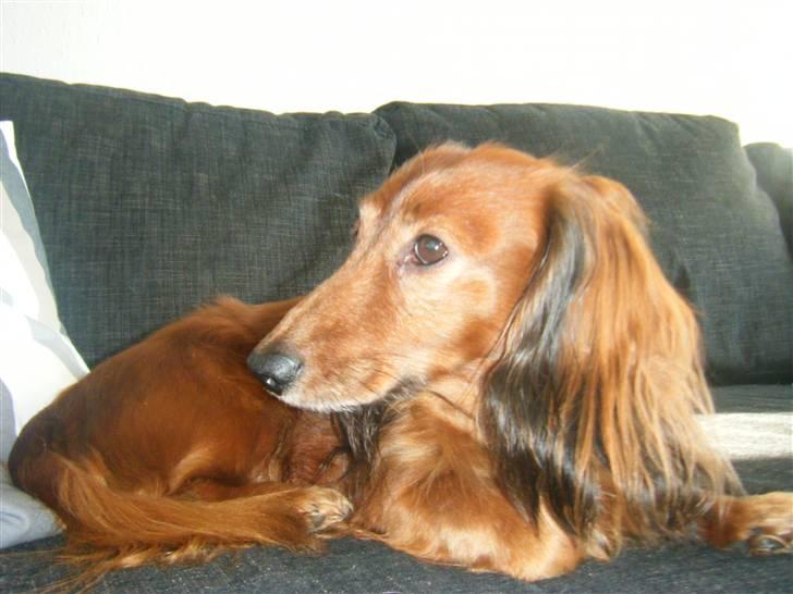 Gravhund pelle billede 14