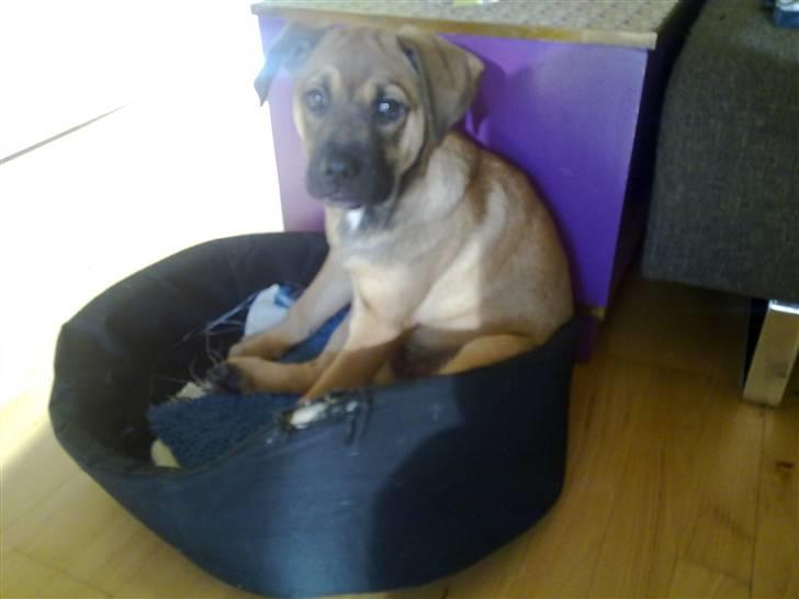 Blanding af racer Banditta-Aka-Karla Kanin (omplaceret) billede 11