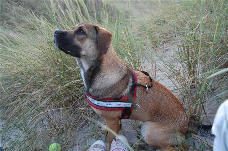 Blanding af racer Banditta-Aka-Karla Kanin (omplaceret) billede 12