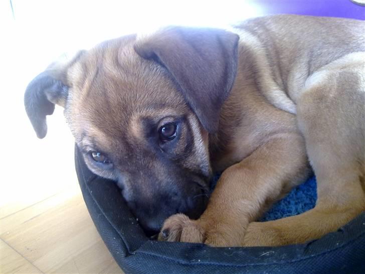 Blanding af racer Banditta-Aka-Karla Kanin (omplaceret) billede 13