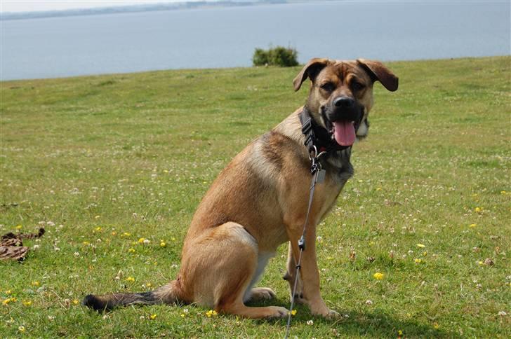 Blanding af racer Banditta-Aka-Karla Kanin (omplaceret) billede 14