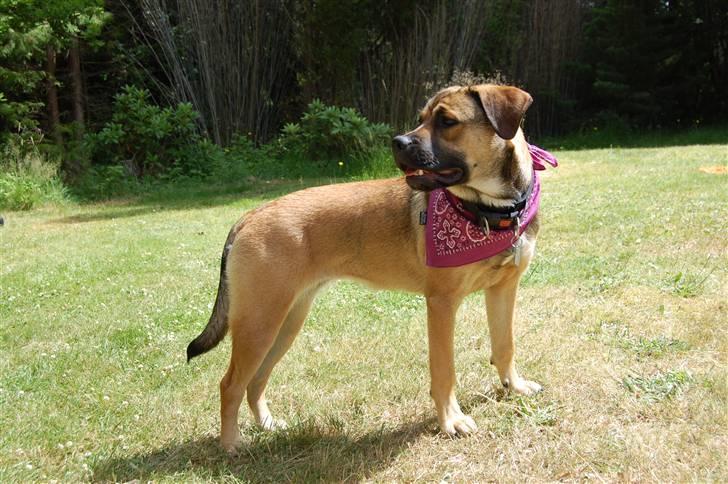 Blanding af racer Banditta-Aka-Karla Kanin (omplaceret) billede 15