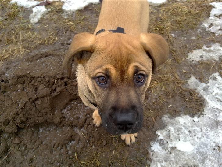 Blanding af racer Banditta-Aka-Karla Kanin (omplaceret) billede 16