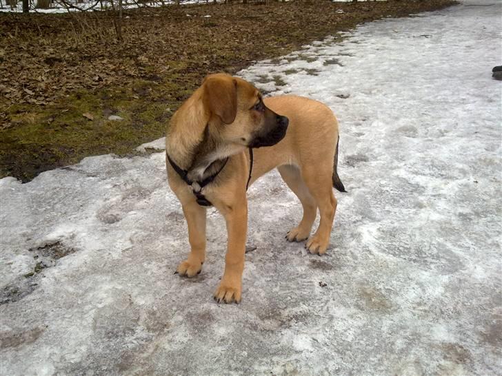 Blanding af racer Banditta-Aka-Karla Kanin (omplaceret) - Opstopper tud!! billede 17