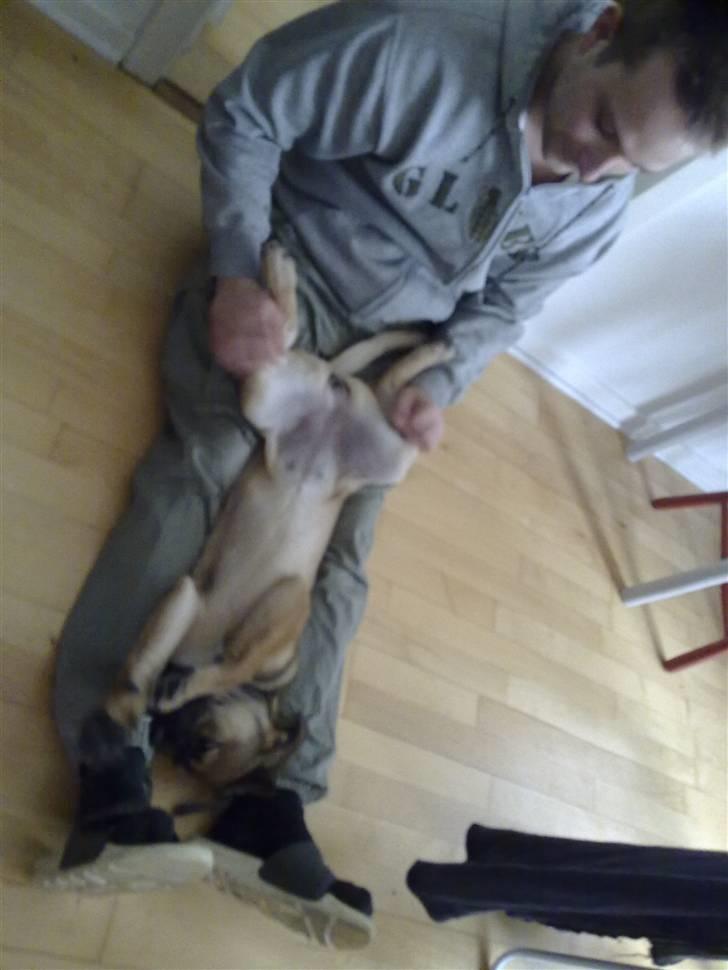 Blanding af racer Banditta-Aka-Karla Kanin (omplaceret) billede 18