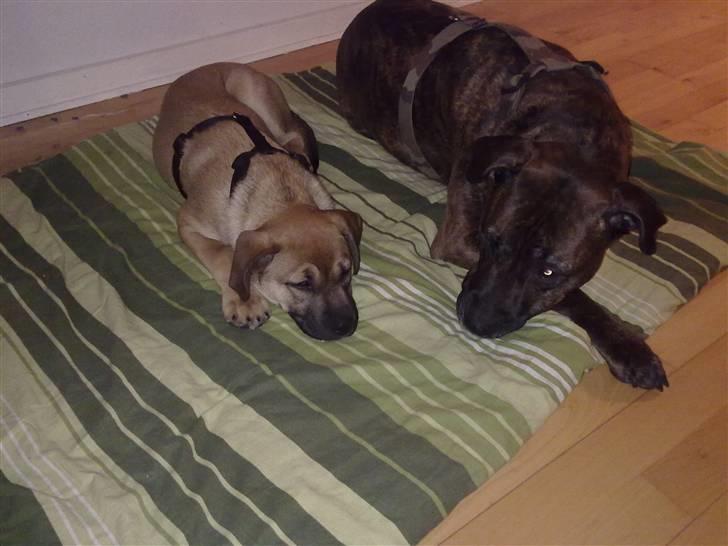 Blanding af racer Banditta-Aka-Karla Kanin (omplaceret) billede 19