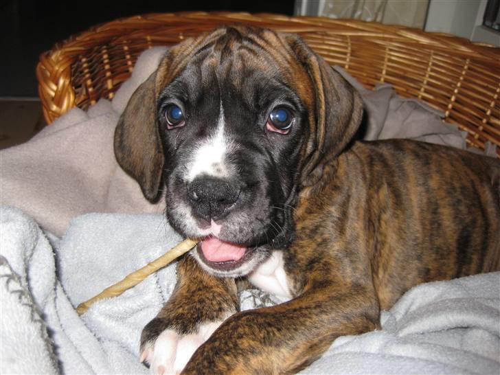 Blanding af racer Elvis billede 4