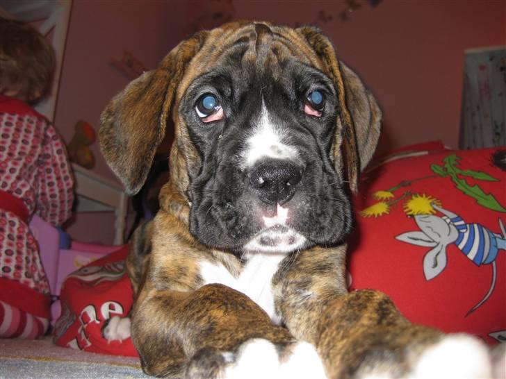 Blanding af racer Elvis billede 6