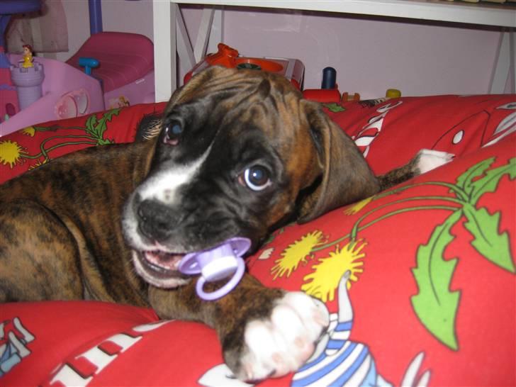 Blanding af racer Elvis billede 8