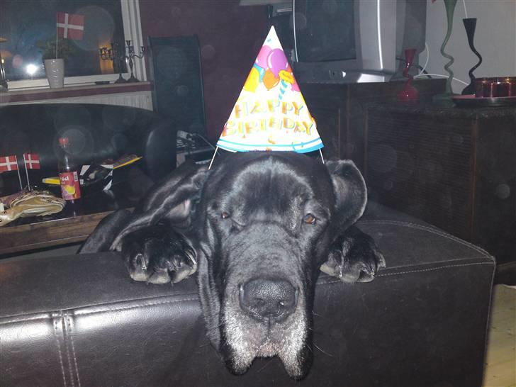 Grand danois Tyson <3  - Arthurs fødselsdag :) billede 12