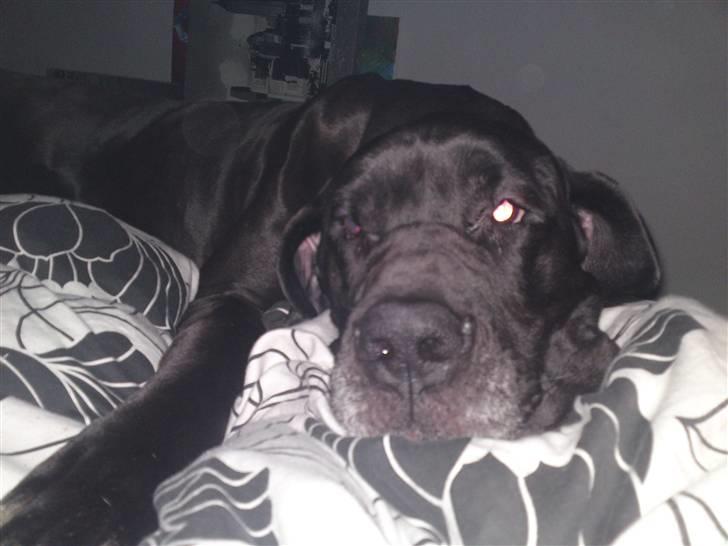 Grand danois Tyson <3  - Putter med far :) billede 13