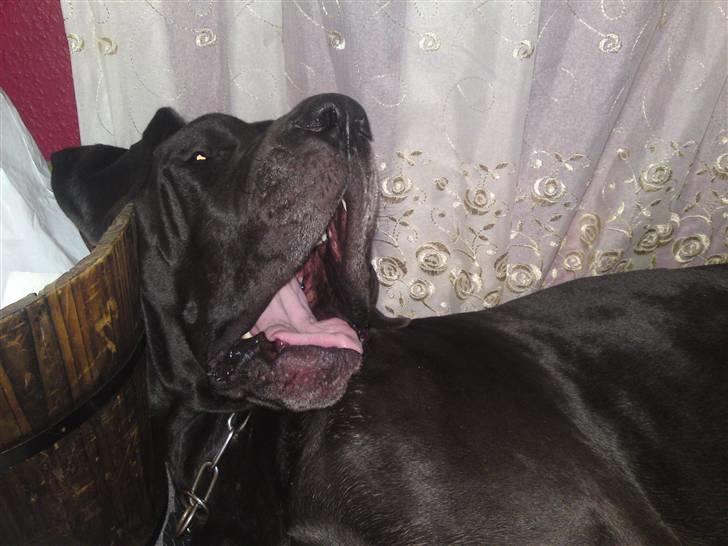 Grand danois Tyson <3  - Gaaaaaaaaaaab..........! billede 14