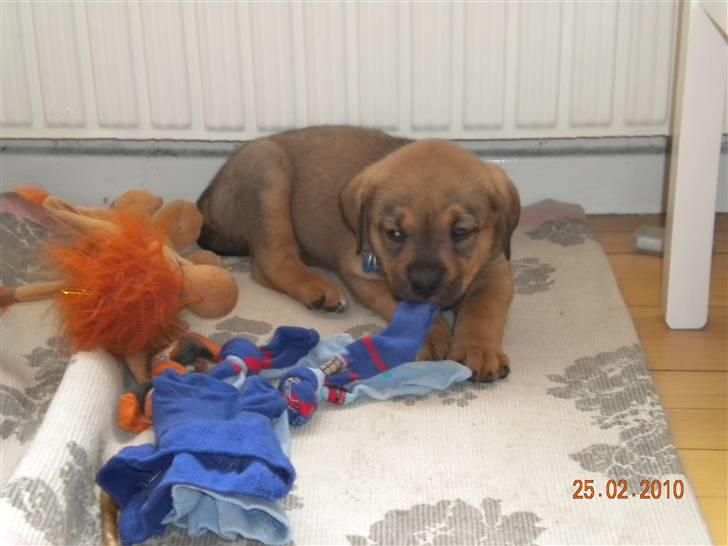 Blanding af racer Balo - Her er jeg lige kommet hjem til min nye familie billede 7