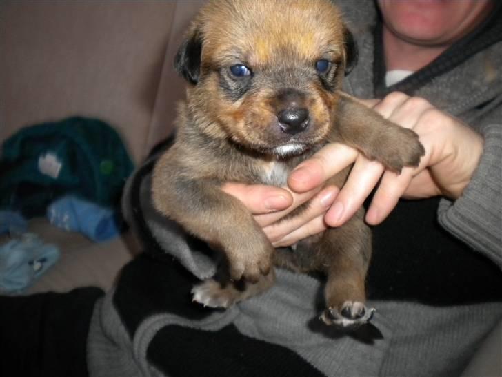 Blanding af racer Balo - lille baby billede 8