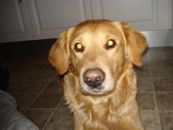 Golden retriever Paw billede 1