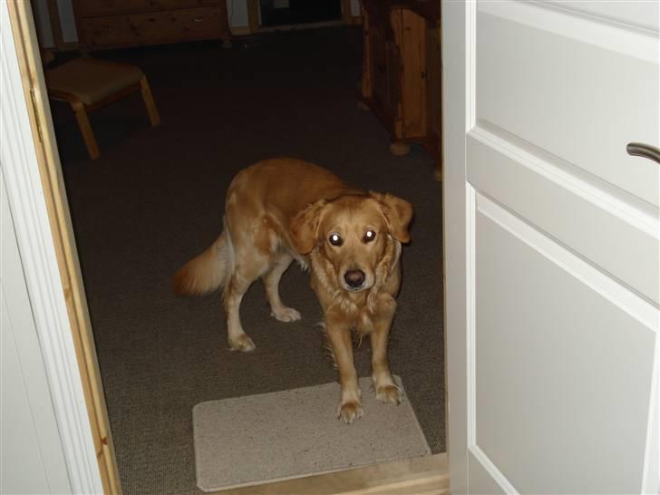 Golden retriever Paw billede 2