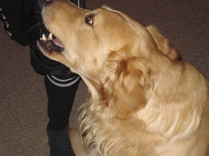 Golden retriever Paw billede 3