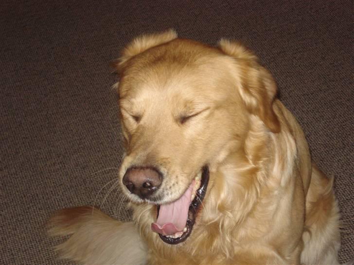 Golden retriever Paw billede 4