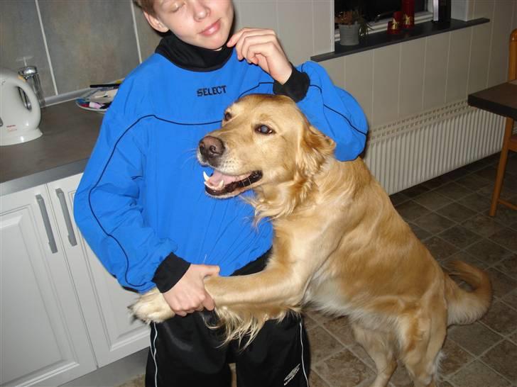 Golden retriever Paw billede 5