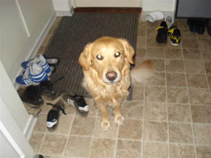 Golden retriever Paw billede 6