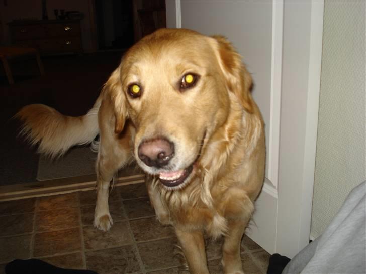 Golden retriever Paw billede 7