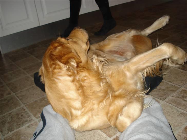 Golden retriever Paw billede 8