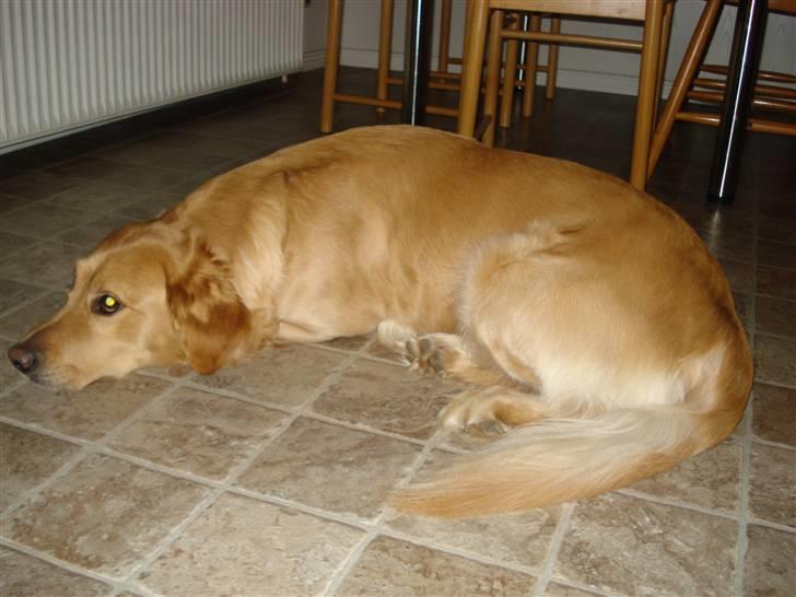 Golden retriever Paw billede 9